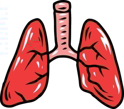human lungs illuatrtion vector