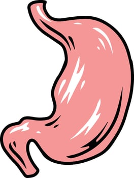 stomach single illustration human organ vector