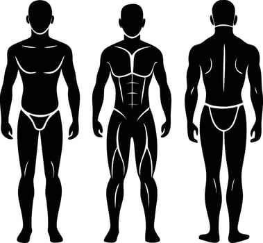 Male Body Silhouette with Muscular Anatomy Front and Back Views vector