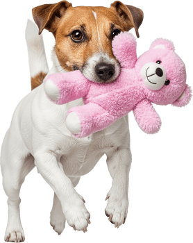 Playful Puppy With Toy png
