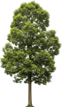 Lush Green Tree Standing Tall png