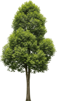 Vibrant Tree In Nature png