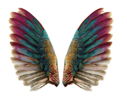 Colorful bird wings for artistic design and decoration purposes png