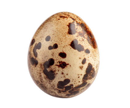 Decorative quail egg on display for seasonal celebrations and crafts png