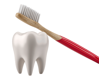 Dental care with toothbrush and tooth model for oral hygiene education png