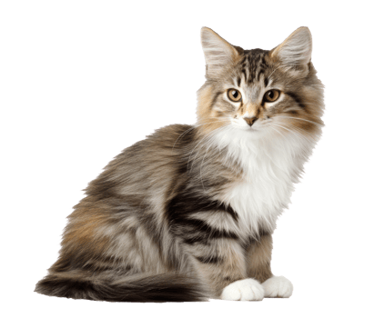 Elegant cat with fluffy fur and vibrant eyes png