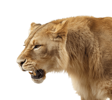 Lioness showing fierce expression in natural habitat png