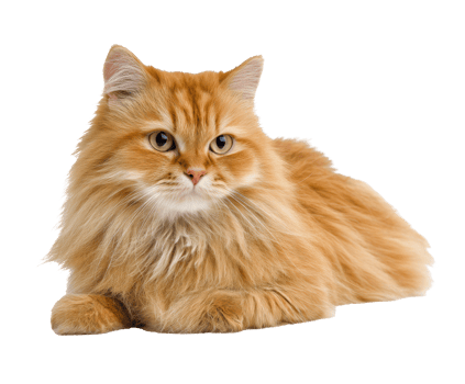 Fluffy orange cat lounging comfortably at home during daytime png