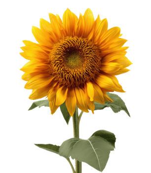 Bright sunflower blooming in spring with green leaves png