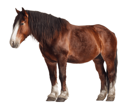 Majestic draft horse in natural pose for equestrian designs png