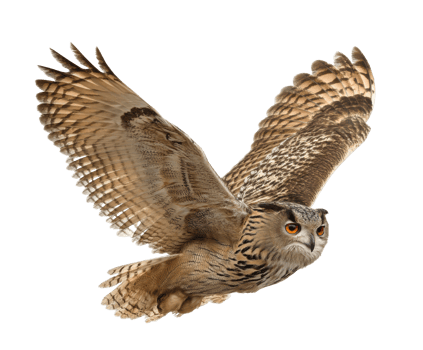Majestic owl in flight showcasing impressive wingspan and features png