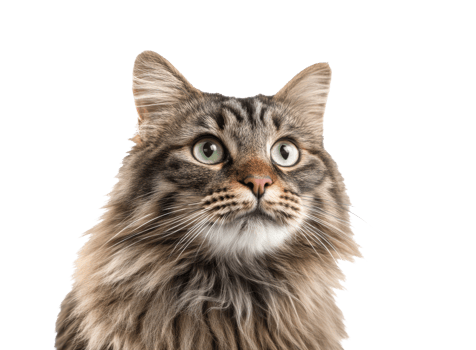 Beautiful domestic cat with green eyes looking upwards png
