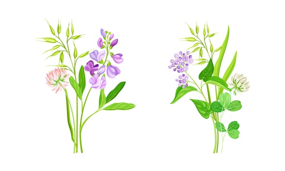 Set of blooming wildflowers and grrass set. Beautiful bouquets of meadow flowers, botanical natural floral design illustration vector