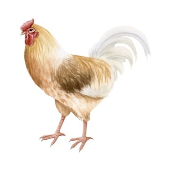 Beige brown rooster with white feathers watercolor illustration. Realistic for poultry yard and farming designs. Chicken breed, domestic farm bird clipart for country side aesthetics vector