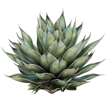 Agave Plant, Botanical Illustration, Tropical Desert Flora, Detailed Succulent, Nature Graphic png