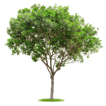 Detailed Lush Tree, Green Leaves, Branches png