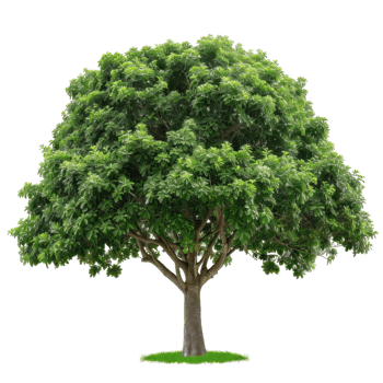 Single Lush Green Tree With A Transparent Background png