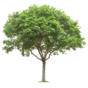 Detailed Single Tree Image With Transparent Background png