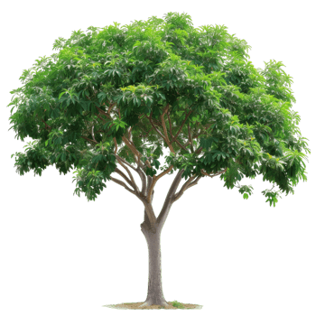 Green Leafy Tree, Lush Foliage, Nature Element png