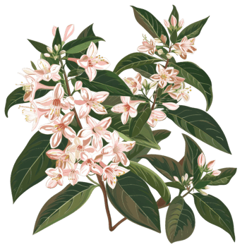 Vintage Weigela Floral Illustration, Delicate Pink Blossom And Green Leaves On Twigs png