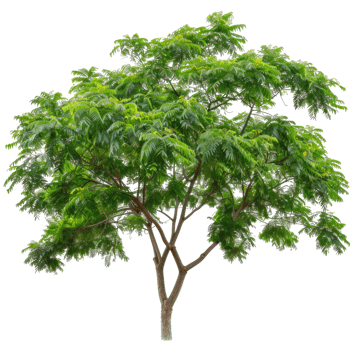 Green Tree With Lush Foliage, Transparent Background png