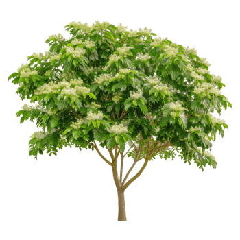 Blooming Tree With Green Leaves And White Flowers, Springtime Season png
