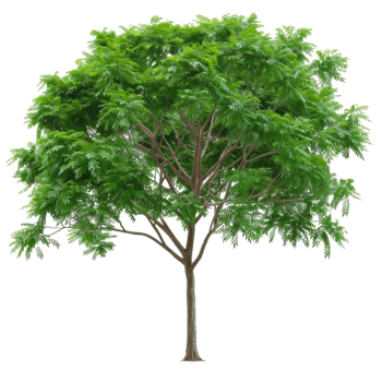 Green Leaf Tree, Lush Foliage, Transparent png