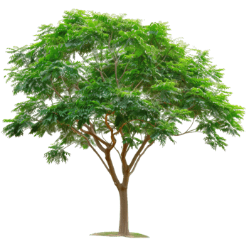 Tree With Green Leaves, Isolated Full Tree Image png