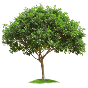 Green Tree With Fresh Leaves Isolated, Nature Element png