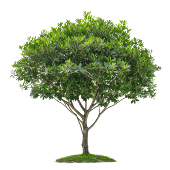 Single Green Tree With Dense Foliage png