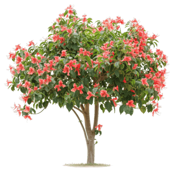 Tree With Red Flowers Blossom, Summer Bloom png