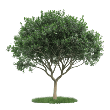 Detailed Tree Illustration With Green Foliage And A Natural Trunk Design png