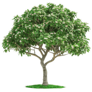 Blooming Spring Tree With White Flowers And Lush Green Leaves png