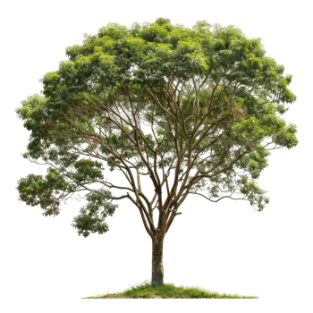 Mature Tropical Tree With Lush Green Canopy png