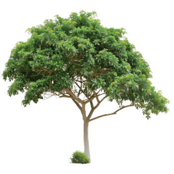 Detailed Green Tree With Bushy Crown Foliage png