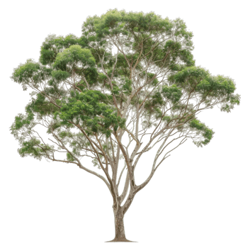 Eucalyptus Tree With Green Leaves And White Branches png
