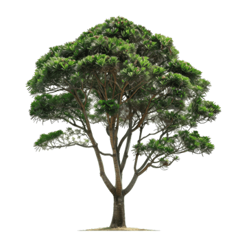 Evergreen Tree With Dense Green Foliage And Textured Bark png