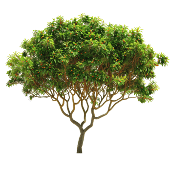 Lush Tree With Green Leaves And Red Berries png
