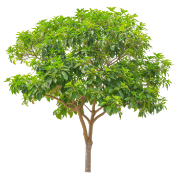 Vibrant Tree With Lush Green Foliage, Transparent Image For Creative Design png