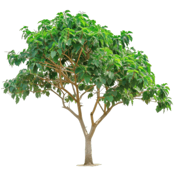 Mature Tree With Green Leaves For Stock Illustration png