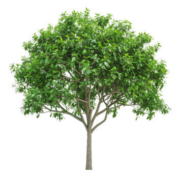 Lush Deciduous Tree With Green Leaves png