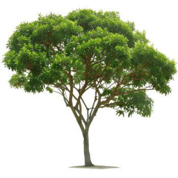 Green Tree With Foliage Isolated, Summer Scenery, Garden Element png