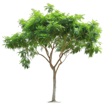 Green Tree With Branches And Leaves On Transparent Background png