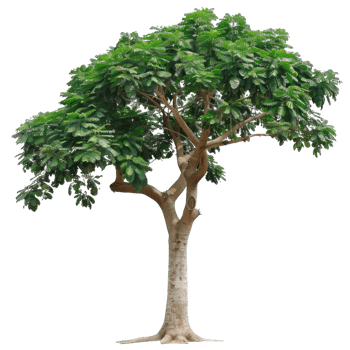 Tree With Green Foliage, Tropical Plant, Deciduous, Natural Element png