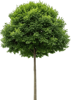 Majestic Green Tree View png