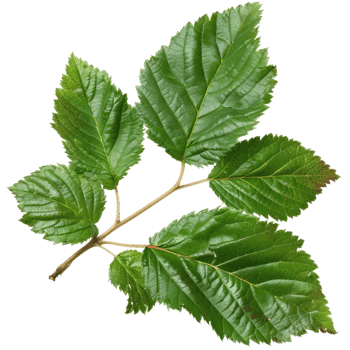 Alder Tree Branch With Green Leaves, Transparent Background png