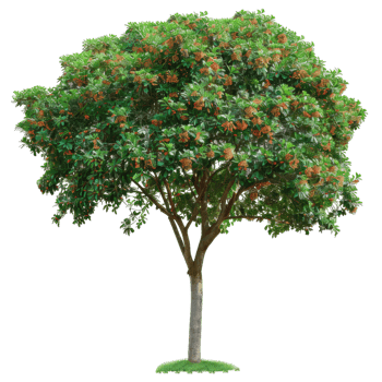 Flowering Tree With Green Leaves And Brown Blossoms png