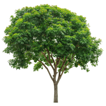 Full Green Lush Tree With Dense Canopy png