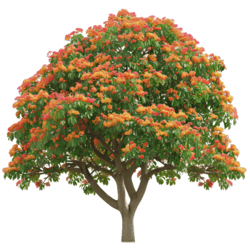 Scenic Blooming Tree With Vibrant Orange Flowers png