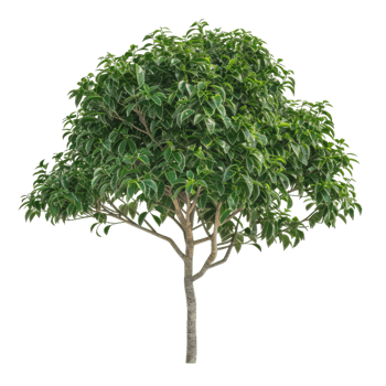 Variegated Weeping Fig Tree With Green Leaves, Plant Design Element png